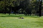 Lichtentaler Allee & Parkanlage vor dem Brenner's Park-Hotel & Spa in Baden-Baden, Baden-Württemberg, Deutschland: Nobelkurort mit Friedrichsbad und Caracalla-Thermen sowie einem Spielcasino, einer Oper, einem Schauspielhaus und 
einer Pferderennbahn (in Ifezheim) für internationalen Pferderennsport. Auch acht 
Golfplätze liegen rund um Baden-Baden. 

Baden-Baden, Baden-Württemberg, Germany: Historic town where the hot springs of 
the friedrichsbad and the Caracalla-Hot springs have attracted royals and highness, 
kings and kaiser. The little twon has a opera, a casino and a lot of more attractions. 
