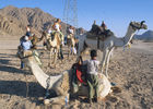 Ein Kamelritt durch die Wüste von Sinai ist ein beindruckendes Abenteuer, A camel-ride through the desert of the Sinai is an unforgetable experience