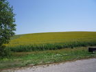 Kilometerweite Sonnenblumenfelder am Ende des Baksantals.