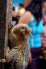 Peru; Amazonas-Region, Loreta-Department, Iquitos-City, Markt, Tierhandel, Affe,

Peru, Amazonas-Department Loreta, Iquitos-City, animal-trade,  endangered species
