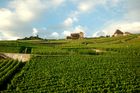 Das Weinanbaugebeit Lavaux am Genfersee zählt seit 2007 zu den Unesco-Weltkulturerbeund offenbart den landwirtschaftlichen Reichtum am den Gestaden des Genfersees bei der Fahrt mit der Bahn von Vevey nach Lausanne.The Wineyards of Lavaux at lake Geneve is listed since 2007 on the Unesco World heritagesand shows the agricultural richness for the farmers as well as the beautyfull landscape in between Vevey and Lausanne on the train