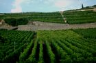 Das Weinanbaugebeit Lavaux am Genfersee zählt seit 2007 zu den Unesco-Weltkulturerbeund offenbart den landwirtschaftlichen Reichtum am den Gestaden des Genfersees bei der Fahrt mit der Bahn von Vevey nach Lausanne.The Wineyards of Lavaux at lake Geneve is listed since 2007 on the Unesco World heritagesand shows the agricultural richness for the farmers as well as the beautyfull landscape in between Vevey and Lausanne on the train