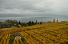 Weltkulturerbe Lavaux mit den gelben Rebhängen in farbenprächtiger Herbstblüte. World Heritage Lavaux with it's wineyards along the Lake Geneva