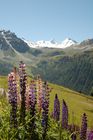 Nature-conservation contra tourism-interests: The valley Anniviers near Sion/Sierre offers a 5 day trip around the swiss alps with five fourthousand meters high mountains such as Weisshorn, Zinaltalhorn, Oberhabelhorn, Matterhorn und Dent-Blanche