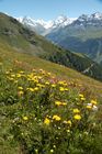 Das Val d’Anniviers bietet fünf Tagestouren rund ums Tal. Die Wanderer geniessen die herrliche Aussicht auf fünf Viertausender und die blühende Alpenflora