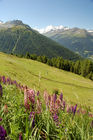 The valley Anniviers near Sion/Sierre offers a 5 day trip around the swiss alps with five fourthousand meters high mountains such as Weisshorn, Zinaltalhorn, Oberhabelhorn, Matterhorn und Dent-Blanche. Allong the trekking path are beautifull flowers growing