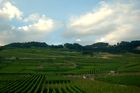 Das Weinanbaugebeit Lavaux am Genfersee zählt seit 2007 zu den Unesco-Weltkulturerbe
und offenbart den landwirtschaftlichen Reichtum am den Gestaden des Genfersees bei der Fahrt mit der Bahn von Vevey nach Lausanne.
The Wineyards of Lavaux at lake Geneve is listed since 2007 on the Unesco World heritages
and shows the agricultural richness for the farmers as well as the beautyfull landscape in between Vevey and Lausanne on the train.
Für Weinliebhaber: Die Weinkelleradressen der regionalen Gemeinden lauten: www.lutry.ch, www.cavaucorto.ch, www.caveau-cully.ch, www.caveau-epesses.ch, www.chardonee.ch, www.rivaz.ch
