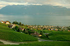 Das Weinanbaugebeit Lavaux am Genfersee zählt seit 2007 zu den Unesco-Weltkulturerbe
und offenbart den landwirtschaftlichen Reichtum am den Gestaden des Genfersees.
The Wineyards of Lavaux at lake Geneve is listed since 2007 on the Unesco World heritages
and shows the agricultural richness for the farmers as well as the beautyfull landscape. 
Für Weinliebhaber: Die Weinkelleradressen der regionalen Gemeinden lauten: www.lutry.ch, www.cavaucorto.ch, www.caveau-cully.ch, www.caveau-epesses.ch, www.chardonee.ch, www.rivaz.ch
