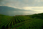 Das Weinanbaugebeit Lavaux am Genfersee zählt seit 2007 zu den Unesco-Weltkulturerbe
und offenbart den landwirtschaftlichen Reichtum am den Gestaden des Genfersees.
The Wineyards of Lavaux at lake Geneve is listed since 2007 on the Unesco World heritages
and shows the agricultural richness for the farmers as well as the beautyfull landscape. Für Weinliebhaber: Die Weinkelleradressen der regionalen Gemeinden lauten: www.lutry.ch, www.cavaucorto.ch, www.caveau-cully.ch, www.caveau-epesses.ch, www.chardonee.ch, www.rivaz.ch
