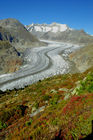 Von der Moosfluh (auf 2333 MüM) oberhalb der Riederalp haben Wanderer und Biker einen herrlichen Blick auf den längsten Gletscher der Schweizer Alpen. From Moosfluh above Riederalp trekkers and bikers have a wonderfull view to the longest melting glacier in the Swiss Alps