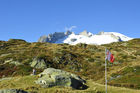 Alpenflora auf der Mossflu/riederalp mit Sicht auf das Fusshorn. Swiss alps vegetation and panoramic view to the Fusshorn from Riederalp