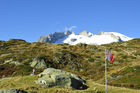 Alpenflora auf der Mossflu/riederalp mit Sicht auf das Fusshorn. Swiss alps vegetation and panoramic view to the Fusshorn from Riederalp