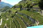 Im 5200 ha grosse Weinanbaugebiet im Wallis arbeiten und leben 22'000 Winzer vom Weinanbau und den Rebbergen in den schweizer Alpen. Über 70 Sorten Weinreben gedeihen hier