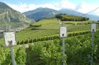 Im 5200 ha grosse Weinanbaugebiet im Wallis arbeiten und leben 22'000 Winzer vom /im Weinanbau und den Rebbergen in den Schweizer Alpen.Über 70 Sorten Weinreben gedeihen hier, mehr als 50 Mio. Liter werden pro Jahr produziert.

The Valley of Wallis is Switzerlands biggest  wine producer with 5200 ha of terrain in the Swiss alps. 22’000 farmers are producing 50 Mio. liter per year and over 70 different grapes are growing here near Sion, Sierre, 
