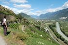 The Valley of Wallis is Switzerlands biggest  wine producer with 5200 ha of terrain in the Swiss alps. 22’000 farmers are producing 50 Mio. liter per year and over 70 different grapes are growing here near Sion, Sierre, Im 5200 ha grosse Weinanbaugebiet im Wallis arbeiten und leben 22'000 Winzer vom /im Weinanbau und den Rebbergen in den Schweizer Alpen. Über 70 Sorten Weinreben gedeihen hier, mehr als 50 Mio. Liter werden pro Jahr produziert.