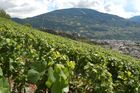 Im 5200 ha grosse Weinanbaugebiet im Wallis arbeiten und leben 22'000 Winzer vom /im Weinanbau und den Rebbergen in den Schweizer Alpen.Über 70 Sorten Weinreben gedeihen hier, mehr als 50 Mio. Liter werden pro Jahr produziert.

The Valley of Wallis is Switzerlands biggest  wine producer with 5200 ha of terrain in the Swiss alps. 22’000 farmers are producing 50 Mio. liter per year and over 70 different grapes are growing here near Sion, Sierre, 
