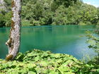 Die Plitvicer Seen in Kroatien zählen zu den größten und schönsten Nationalparks Europas. Offiziell 1949 gegründet wurde das knapp 300 km2 große Gebiet im hügeligen Karstgebiet unweit der Grenze zu Bosnien-Herzegowina 1979 als eines der ersten Naturdenkmäler weltweit in das UNESCO-Weltnaturerbe aufgenommen. Zu Ostern 1991 begann hier der Jugoslawien-Krieg mit blutigen Auseinandersetzungen zwischen serbischen Aufständischen und kroatischen Spezialeinheiten. Heute besuchen den Park jährlich etwa 900.000 Besucher. 