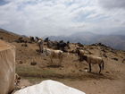 (C)Fotodienst/ Dr. Wilfried Seywald; Das Basislager Gusfandsara auf 3.150 m ist Ausgangspunkt für die Besteigung des Damavand. Von hier aus wird das schwere Gepäck mit Tragtieren (Mulis) zur Schutzhütte Bargah-e Sevom gebracht.