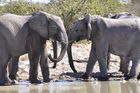 Die zwei Elefanten mögen sich und turteln miteinander am Wasserloch nahe Halali-Camp im Etosha Nationalpark. www.namibia-tourism.com, www.nwr.com.na