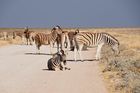 Stau am Zebrastreifen im Etoscha Nationalpark. Es fällt auf, dass die Tiere in den Nationalparks gelassen auf der Strasse liegen und sich nicht aufschrecken und so schnell vertreiben lassen. 