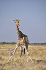 Tausende von Giraffen streifen durch Namibias Nationalpärke wie hier bei Namutomi. 