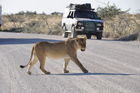 Neben den Löwen leben 240 andere Säugetierarten sowie 250 Reptilienarten im Etosha Nationalpark. Die Wildtiere haben in allen Nationalpärken von Namibia Vortritt. Bei Kollission droht eine saftige Busse.