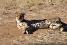 Das Cheetah Conservation Fund Projekt nahe Otjiwarongo beherrbergt schützenswerte Geparde, die verletzt wurden oder von Farmern gefangenwurden, weils die die Schafe und das Vieh bedrohten. 