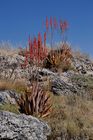 Die Wüste lebt und ist unglaublich artenreich. So fanden Wissenschaftler und Botaniker allein in der Kalahari bis zu 6000 Pflanzenarten. 