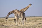 Zwei stolz im Etosha Nationalpark in Namibia posierende Giraffen.