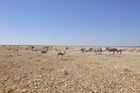 Wildlife and landscape in Etoscha-Nationalpark. 