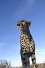 In Namibia gibt es die meisten Leoparden auf der Welt. Rund ein Drittel der vom Aussterben bedrohten Spezie lebt hier. 