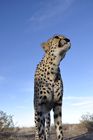 In Namibia gibt es die meisten Leoparden auf der Welt. Rund ein Drittel der vom Aussterben bedrohten Spezies lebt hier. 