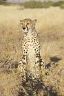 In Namibia gibt es die meisten Leoparden auf der Welt. Rund ein Drittel der vom Aussterben bedrohten Spezies lebt hier. 