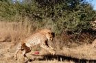 In Namibia gibt es die meisten Leoparden auf der Welt. Rund ein Drittel der vom Aussterben bedrohten Spezies lebt hier. 