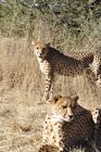 In Namibia gibt es die meisten Leoparden auf der Welt. Rund ein Drittel der vom Aussterben bedrohten Spezies lebt hier. 