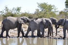 Elefanten am Wasserloch im Etosha Nationalpark