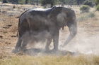 Elefant am Wasserloch im Etosha Nationalpark