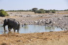 Elefanten am Wasserloch im Etosha Nationalpark