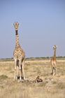 Der Etosha Nationalpark ist einer der ältesten Natur- und Tierschutzgebiete der Welt und wurde 1903 gegründet. 