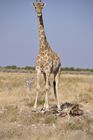 Der Etosha Nationalpark ist einer der ältesten Natur- und Tierschutzgebiete der Welt und wurde 1903 gegründet. 