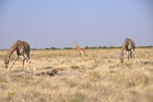 Der Etosha Nationalpark ist einer der ältesten Natur- und Tierschutzgebiete der Welt und wurde 1903 gegründet. 