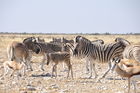 Zebraherde im Etosha Nationalpark