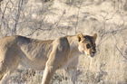 Löwin im Etosha Nationalpark. Lioness in the Etosha Nationalpark