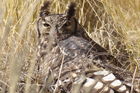 Eule im Etosha Nationalpark