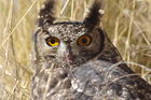 Eule im Etosha Nationalpark