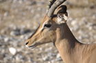 Säbelantilope im Etosha Nationalpark