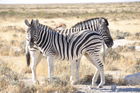 Zebras Im Etosha Nationalpark