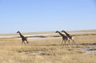 Giraffen beim Namutomi Camp im Etosha Nationalpark. Girafs at Namutomi Camp in Etosha.