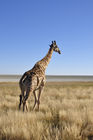 Giraffe  beim Namutomi Camp im Etosha Nationalpark. Giraf near Namutomi Camp in Etosha.