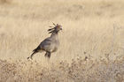 Der Sekretär, ein lustiger und ganz schön schräger Vogel - gesichtet in the Kalahari.  The secretary-bird seen in the Kalahari. 